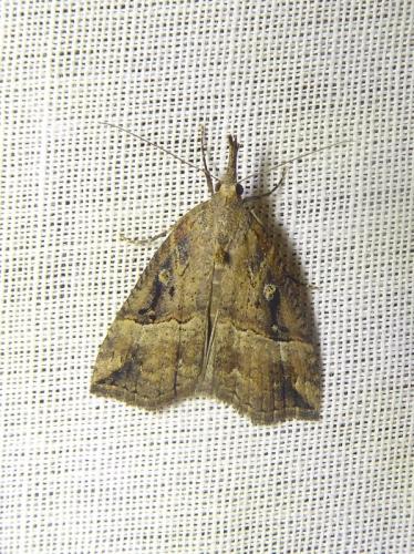 Réf. 321 793 : Hypena rostralis